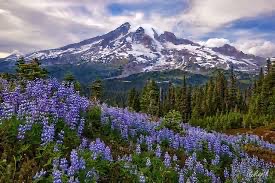 View over a mountain covered in liliacs 